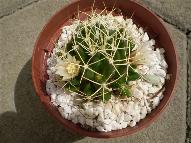kaktus